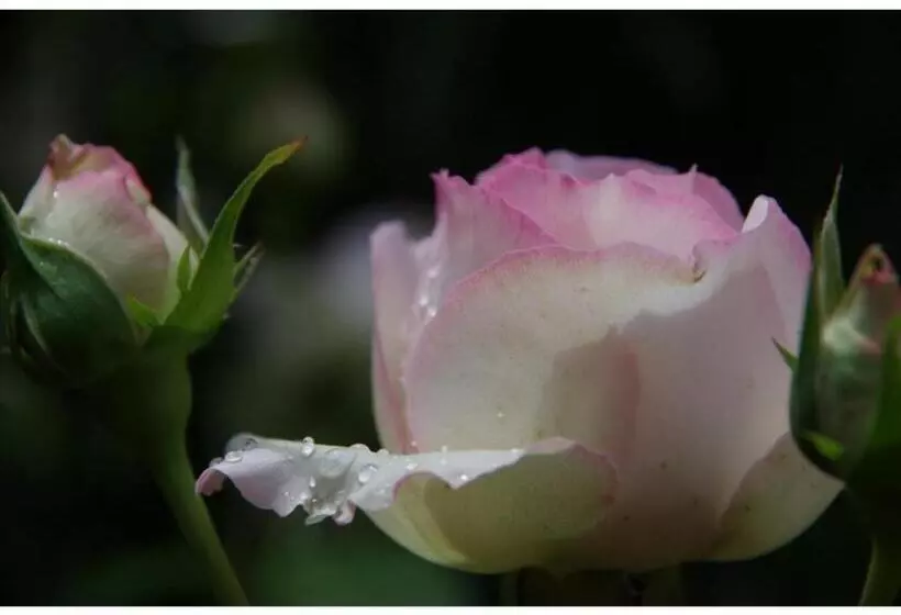 ホテル Ryoso Chatani   Vacation Stay 43122v