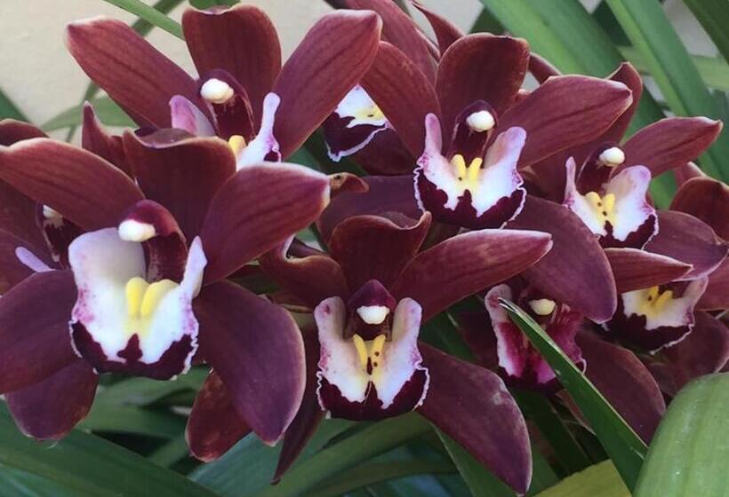 پانسیون A Crèuza