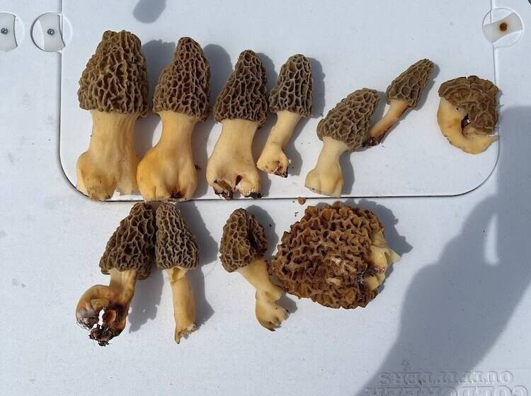 Cabin With Character