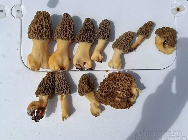 Cabin With Character