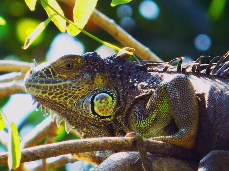 مسافرخانه El Arrecife Martin Pescador