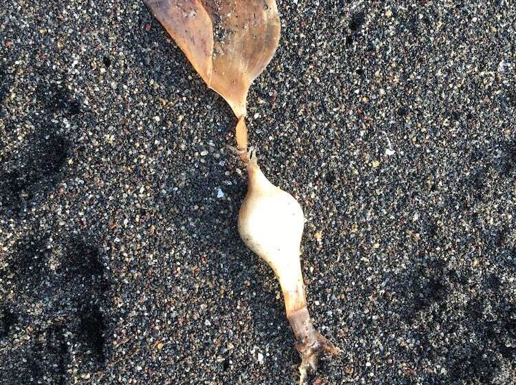 مسافرخانه El Arrecife Martin Pescador