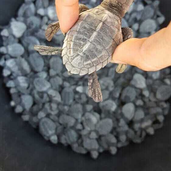 مسافرخانه El Arrecife Martin Pescador