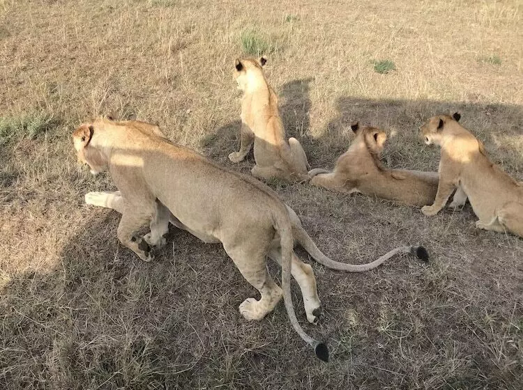 Guest House Hotel Chrisna Hostel