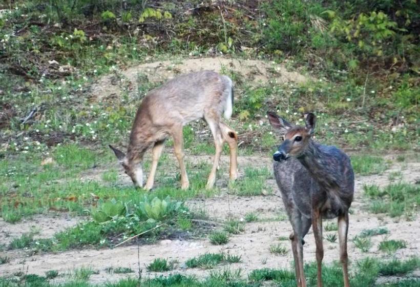 Bear & Butterfly Bed And Breakfast