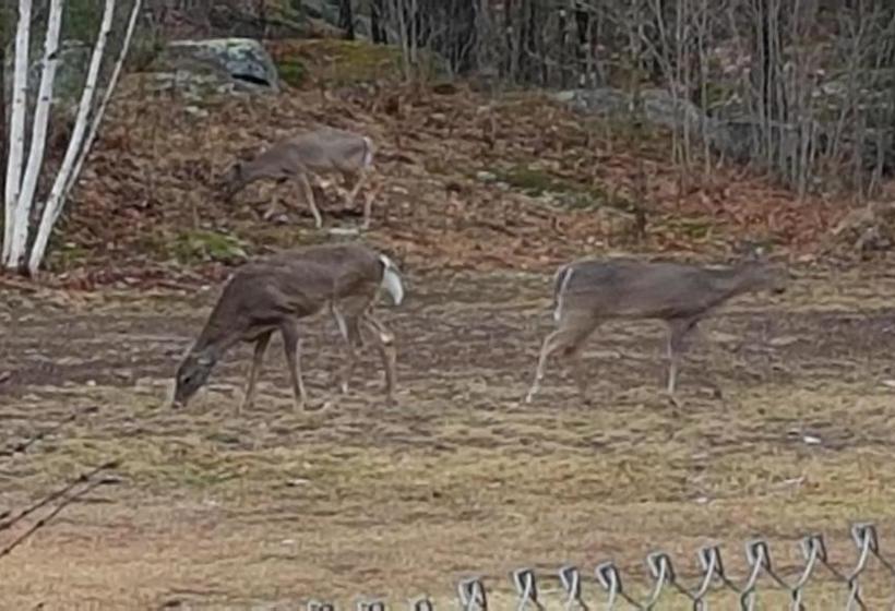 Bear & Butterfly Bed And Breakfast