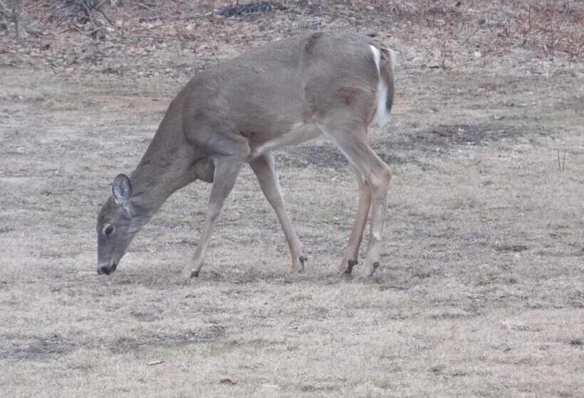 Bear & Butterfly Bed And Breakfast