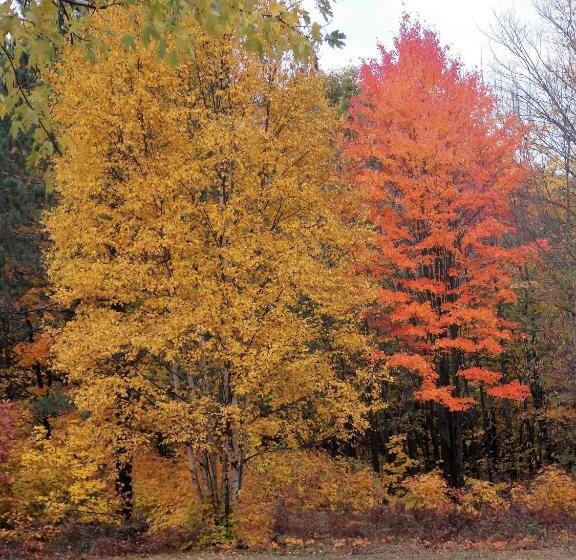 Bear & Butterfly Bed And Breakfast