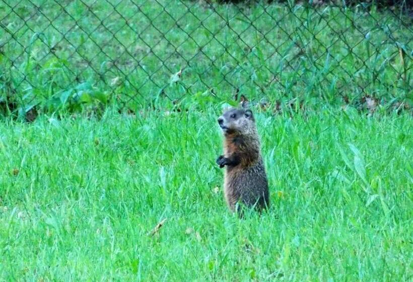Bear & Butterfly Bed And Breakfast