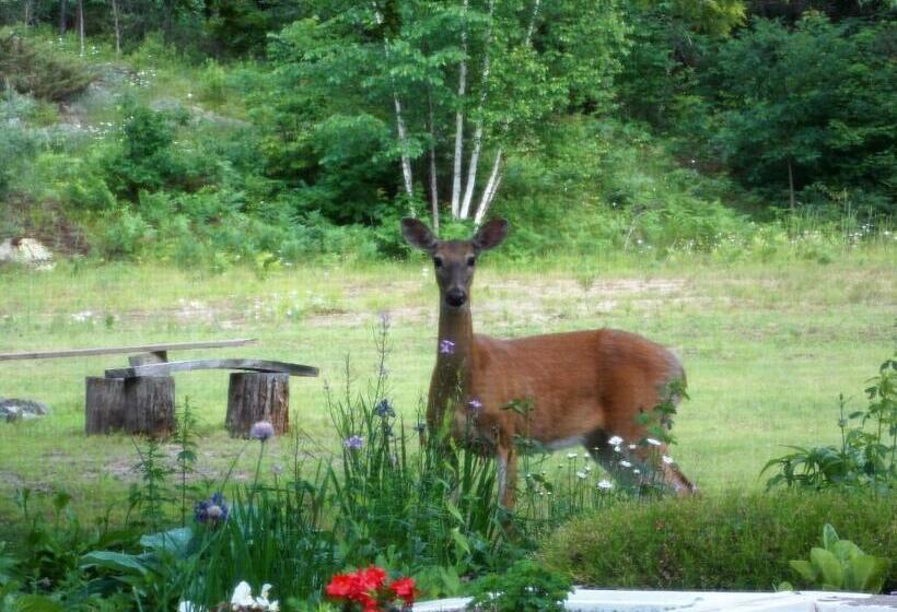 Bear & Butterfly Bed And Breakfast