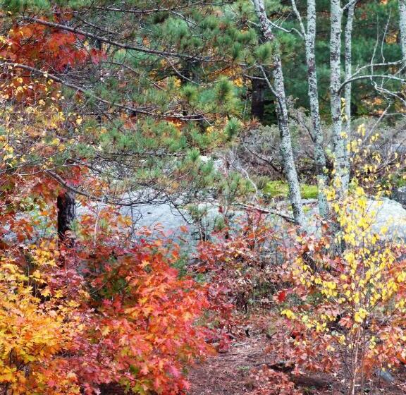 Bear & Butterfly Bed And Breakfast