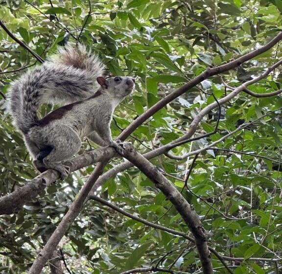 Treecasa Hotel & Resort Nicaragua