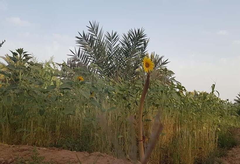 تختخواب و صبحانه Sahara Source Vie