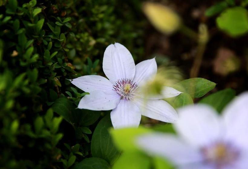 Picabella B&b En Atelier