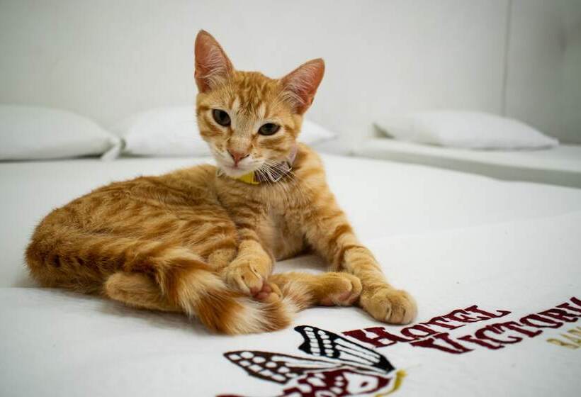 בית מלון כפרי Victoria Barichara