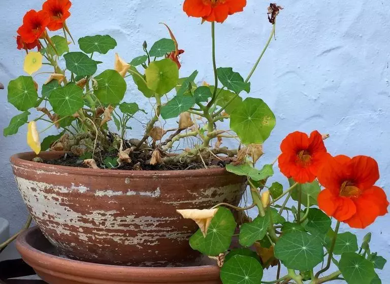 ベッドアンドブレックファースト Rancho Del Inglés