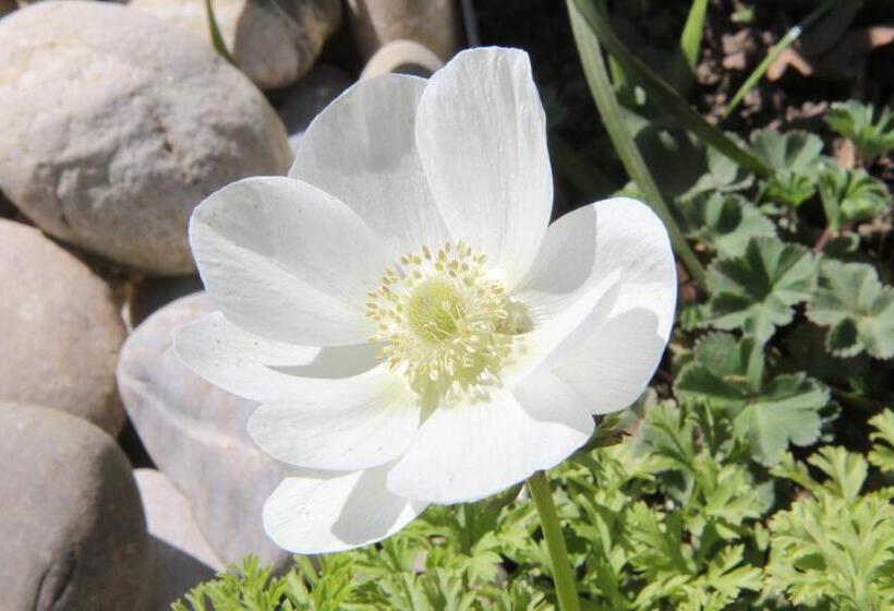 酒店 Natürlich Famos Schlafen