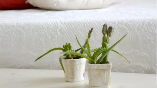 Percebes Exclusive B&b