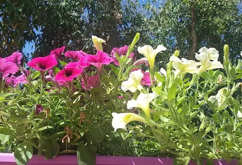 B&b Altamarea