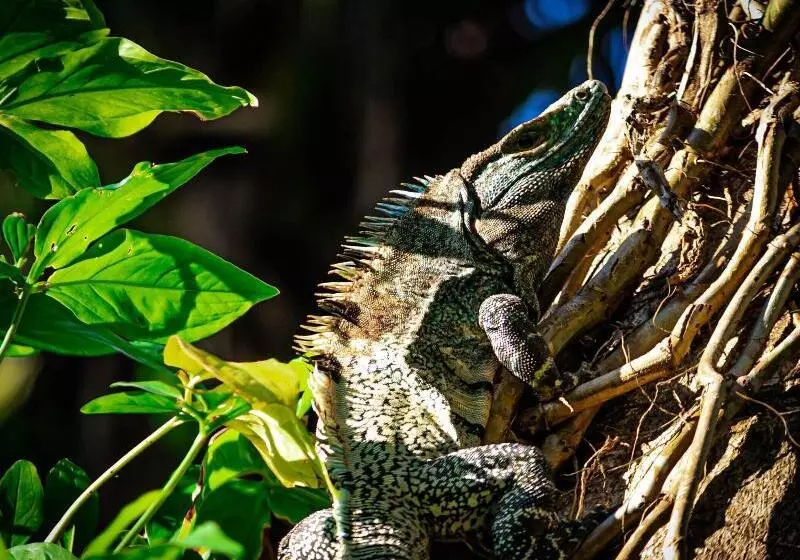 Jaco Hotel Docelunas