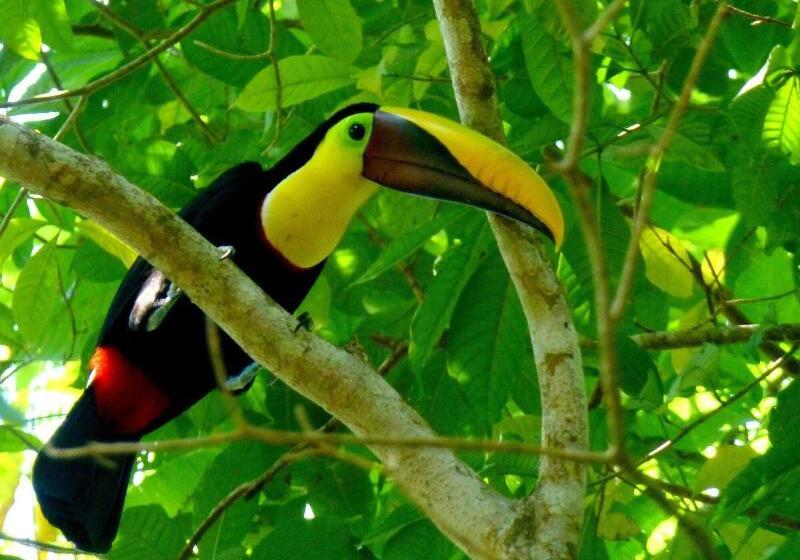 Jaco Hotel Docelunas