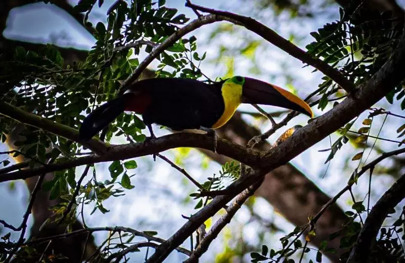 Jaco Hotel Docelunas