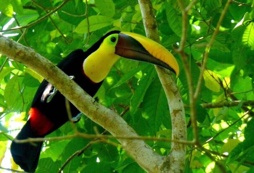 Jaco Hotel Docelunas