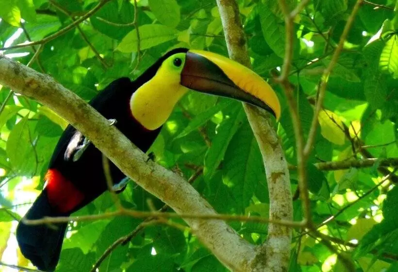 Jaco Hotel Docelunas