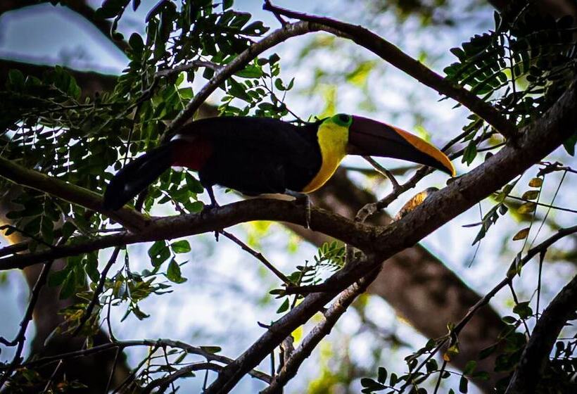 Jaco Hotel Docelunas