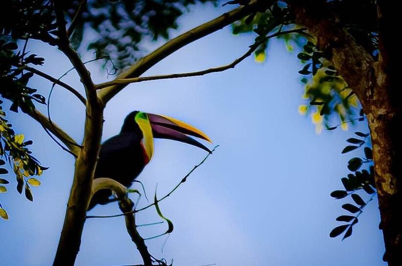 Jaco Hotel Docelunas