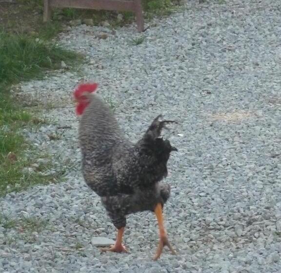 住宿加早餐  La Ratatouille Agriturismo