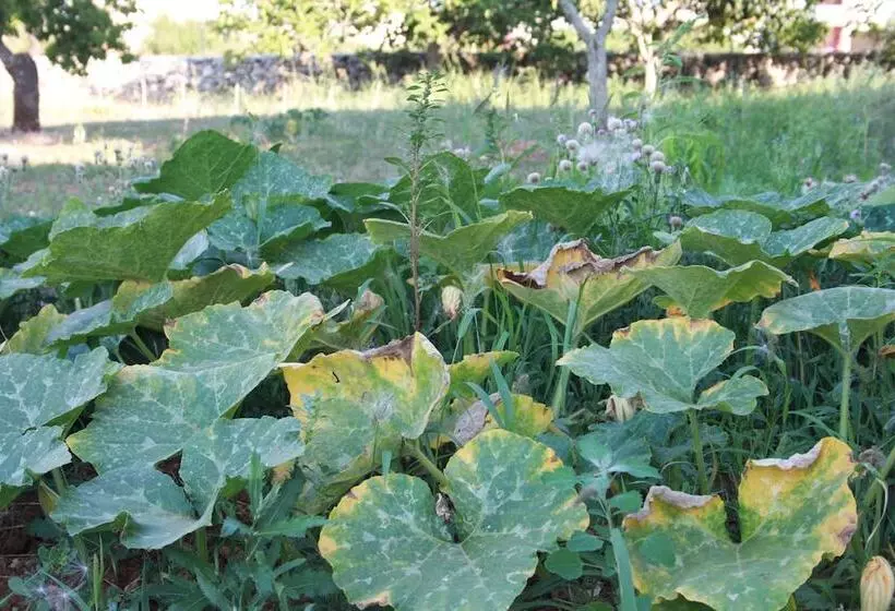 Aamiaismajoitus (B&B) Kalinifta   Io Parto Io Arrivo