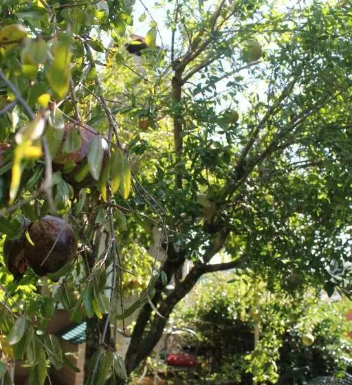 Il Castagno B&b