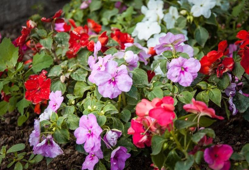 تختخواب و صبحانه Relais Maison De Charles