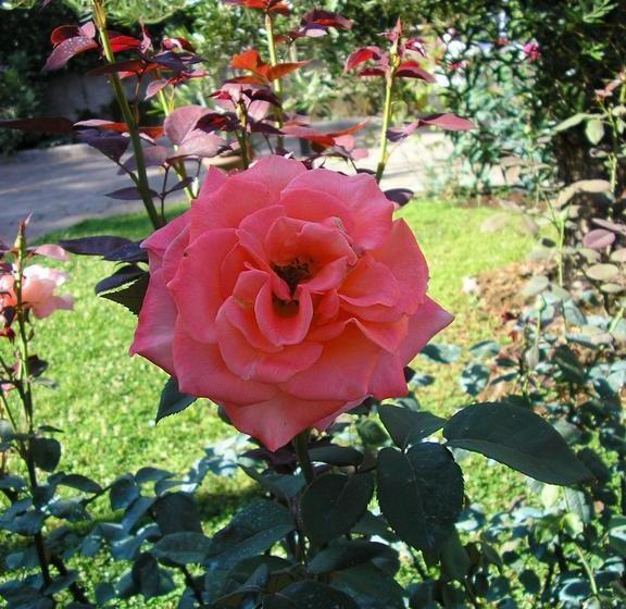 Bed and Breakfast Al Vecchio Olivo