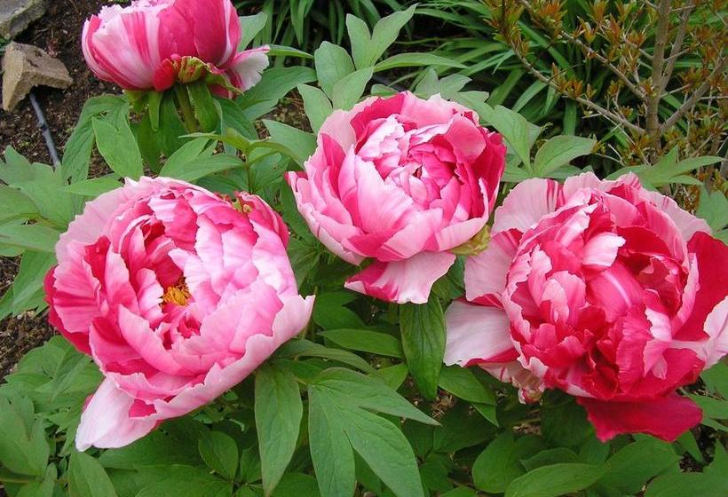 Bed and Breakfast Al Vecchio Olivo