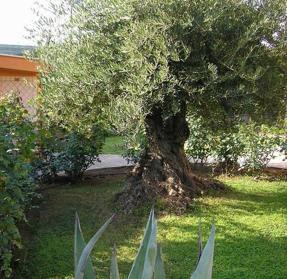 Bed and Breakfast Al Vecchio Olivo