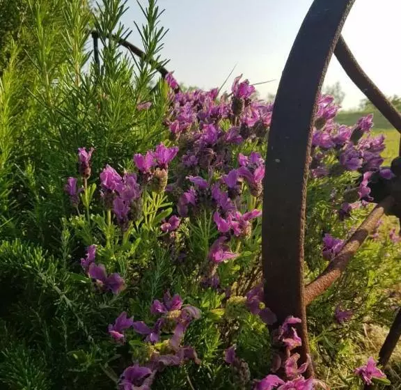 Bed & Breakfast Montesterlino