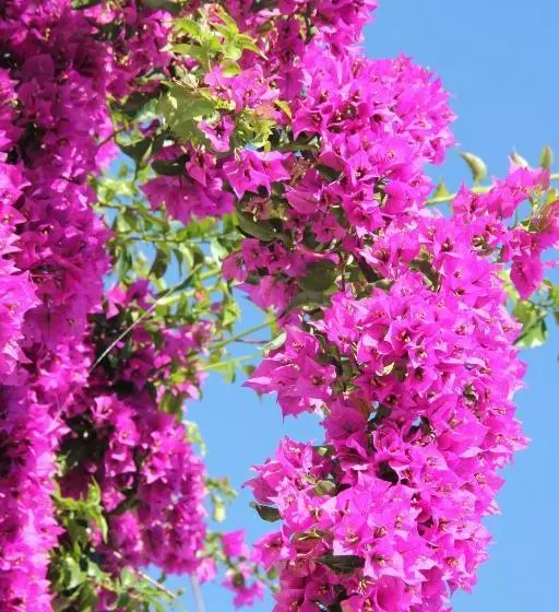تختخواب و صبحانه Villa Le Bougainvillea