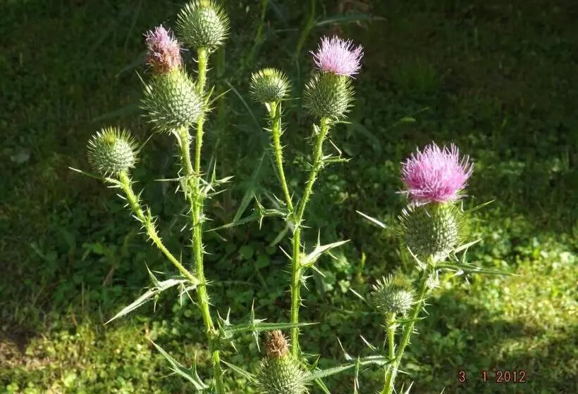 B&b Sòl Fiorì