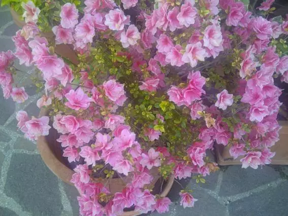 B&b A Casa Di Mael