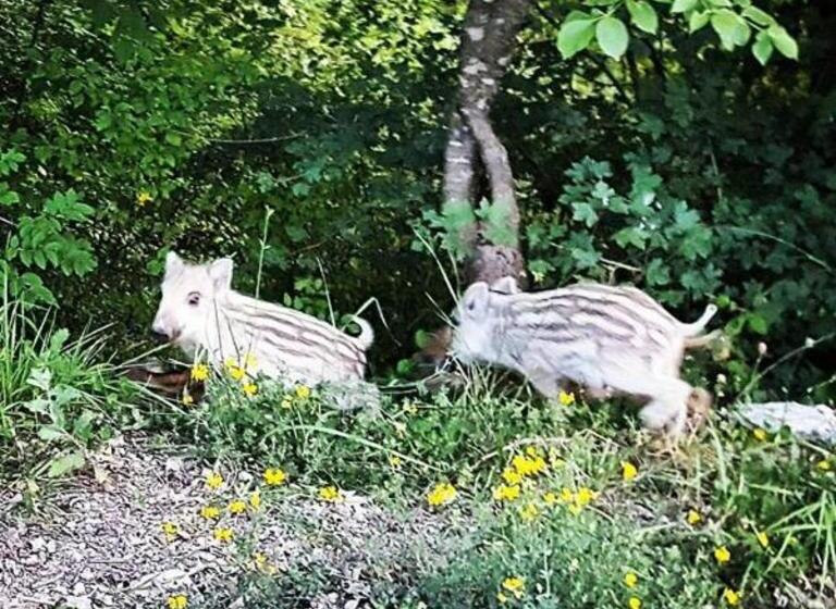 Bed & Breakfast Casa Lisetta