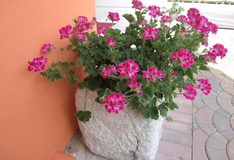 Hotelli Albergo Villa Mimosa