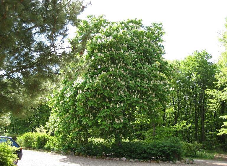 Gunneruphus Bed & Breakfast