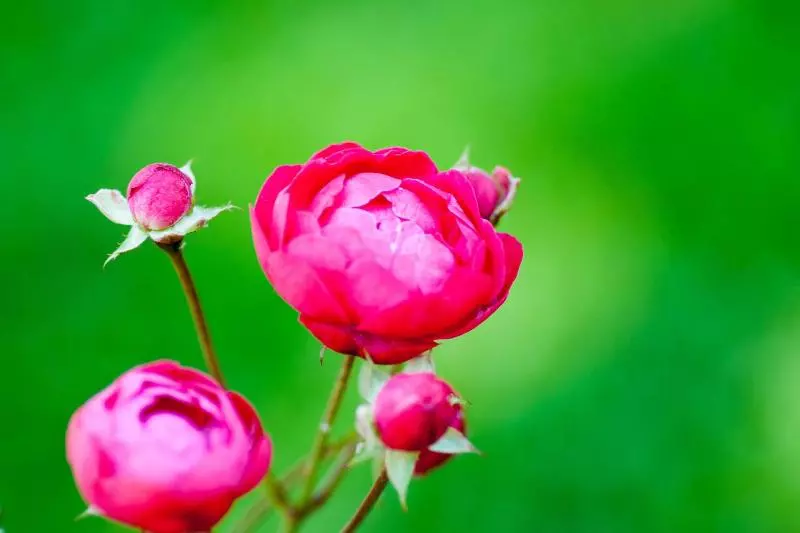 Heritage Hotel Martinis Marchi