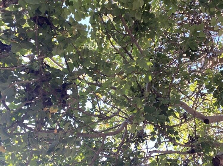 בית מלון כפרי Agriturismo Il Melograno