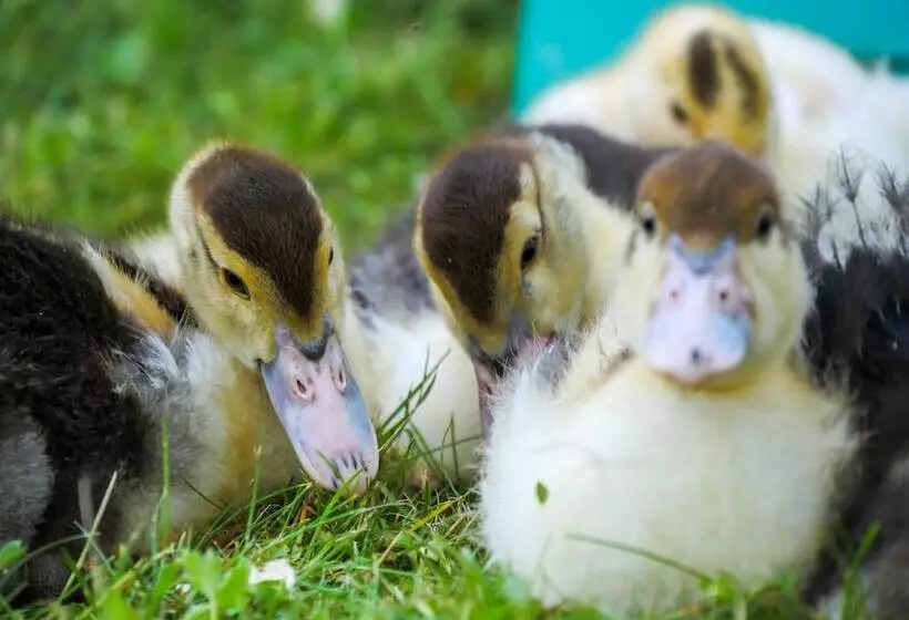 ödevata Gårdshotell