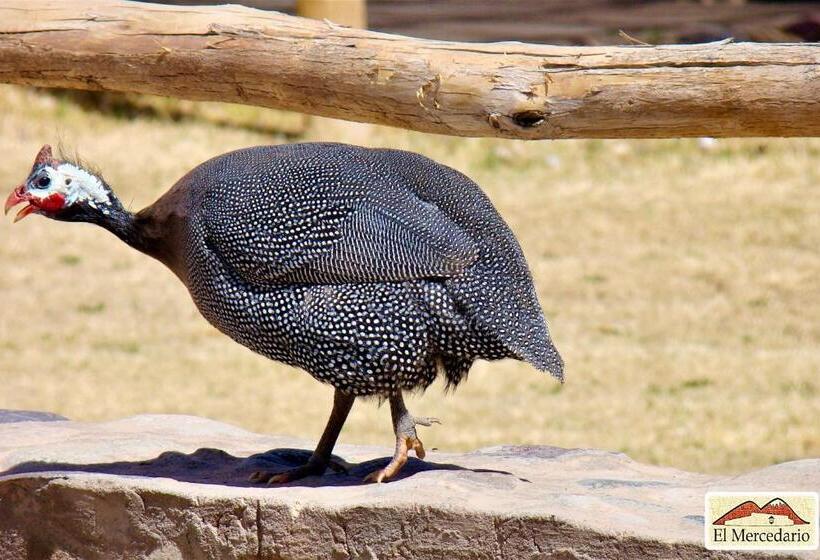 فندق فئة نجمة واحدة Ecoposada El Mercedario
