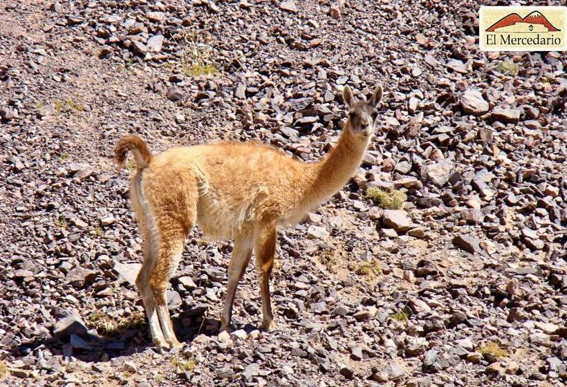 فندق فئة نجمة واحدة Ecoposada El Mercedario
