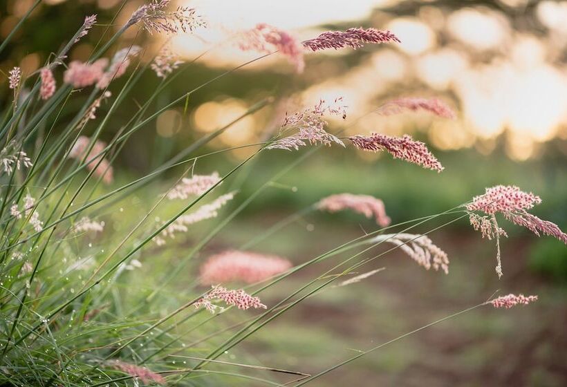 ペンション The Hilton Bush Lodge